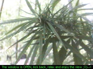 Click any pic to go back to the Peace Camp ;O)--~