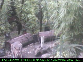 Click any pic to go back to the Peace Camp ;O)--~