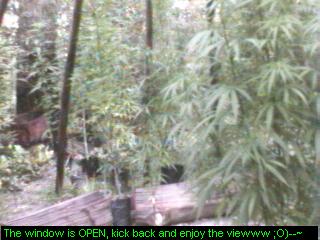 Click any pic to go back to the Peace Camp ;O)--~