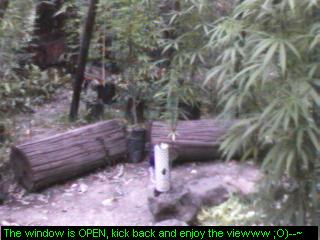 Click any pic to go back to the Peace Camp ;O)--~