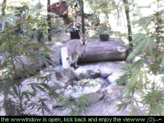 Click any pic to go back to the Peace Camp ;O)--~