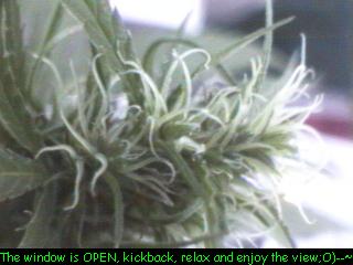 Click any pic to go back to the Peace Camp ;O)--~