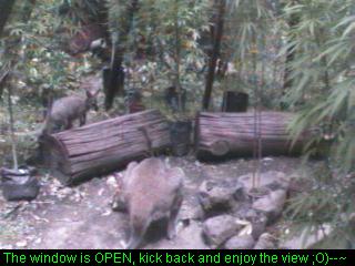 Click any pic to go back to the Peace Camp ;O)--~