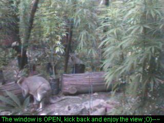 Click any pic to go back to the Peace Camp ;O)--~