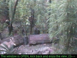 Click any pic to go back to the Peace Camp ;O)--~