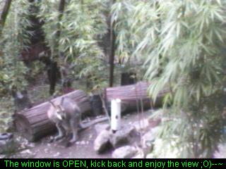 Click any pic to go back to the Peace Camp ;O)--~