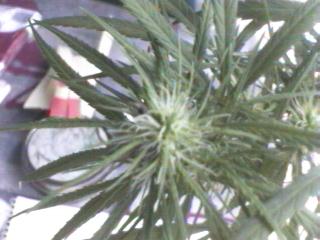 Click any pic to go back to the Peace Camp ;O)--~