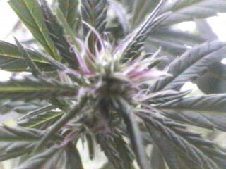 Click any pic to go back to the Peace Camp ;O)--~