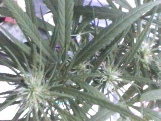 Click any pic to go back to the Peace Camp ;O)--~