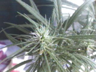 Click any pic to go back to the Peace Camp ;O)--~