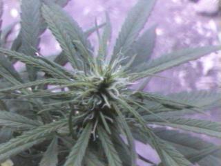 Click any pic to go back to the Peace Camp ;O)--~