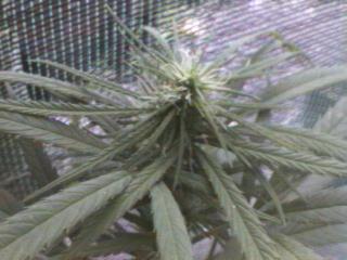 Click any pic to go back to the Peace Camp ;O)--~