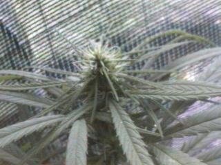 Click any pic to go back to the Peace Camp ;O)--~