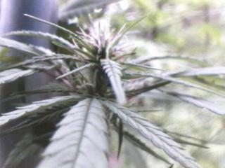 Click any pic to go back to the Peace Camp ;O)--~