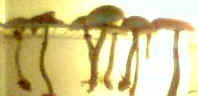 the native fungii is simply.... MAGIC ...