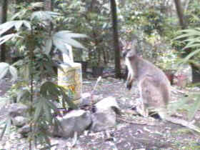 No, it's not a large rat, it's a small Kangaroo or to be specific, a wallaby -pronounced woll-A-bee