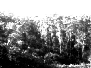 tooblurry.jpg (15129 bytes)